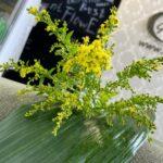 solidago