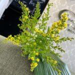 solidago