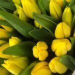 zheltye-tjulpany