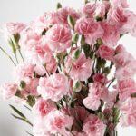 Гвоздика кустовая