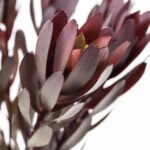 Леокадендрон