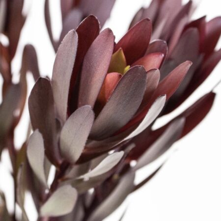 Леокадендрон