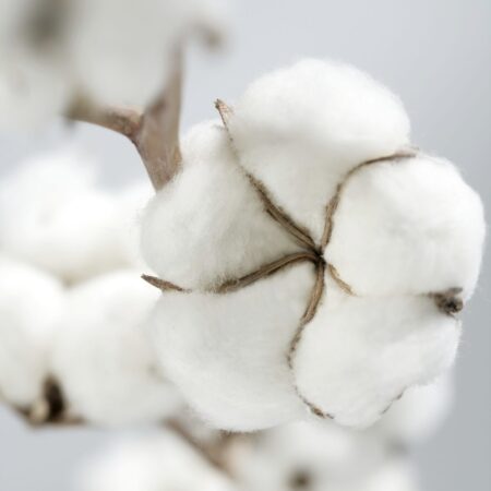 Хлопок
