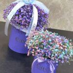 Гипсофила Облачко